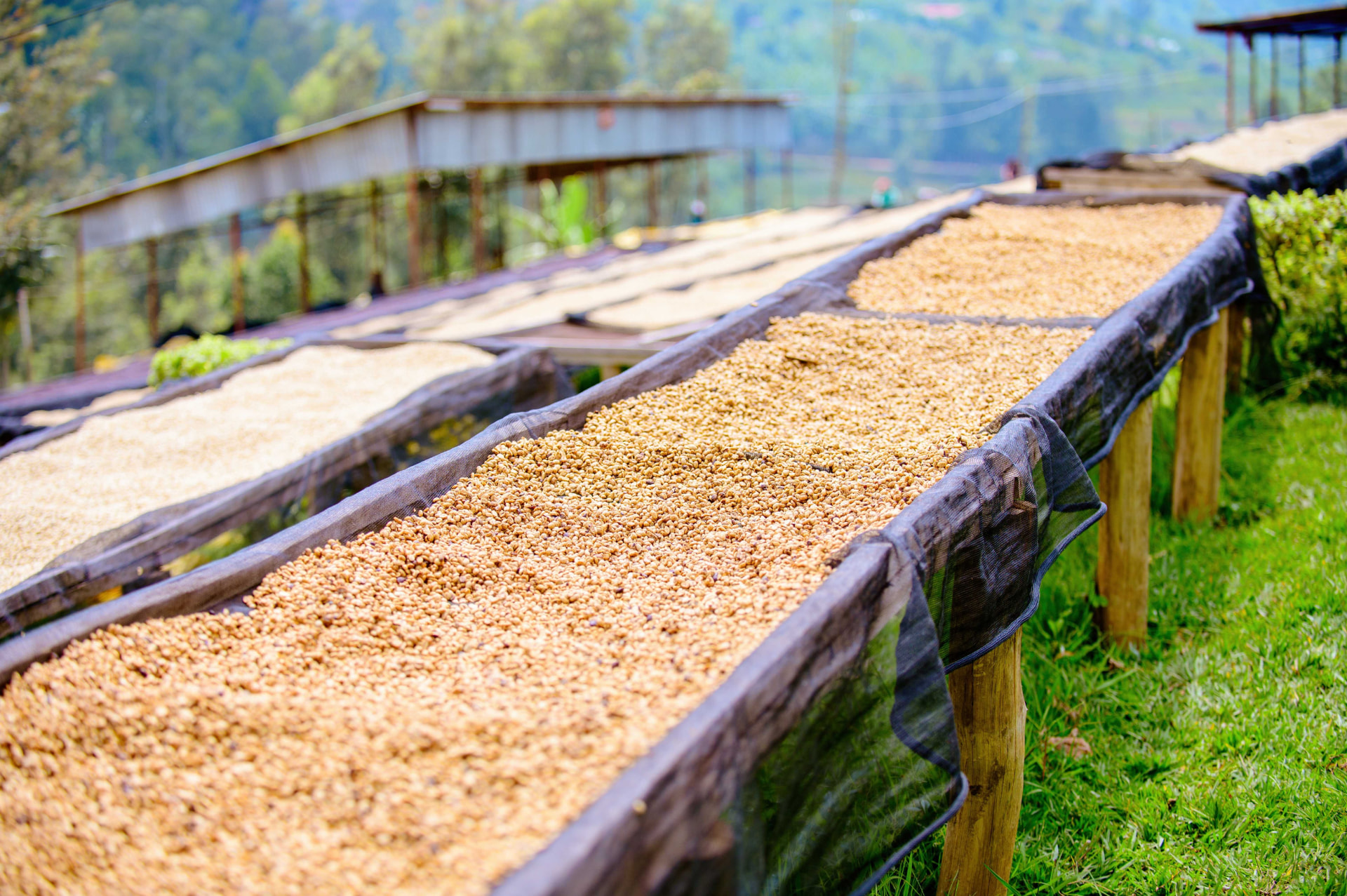 Finca Santa Emilia in Tecapa–Chinameca, El Salvador