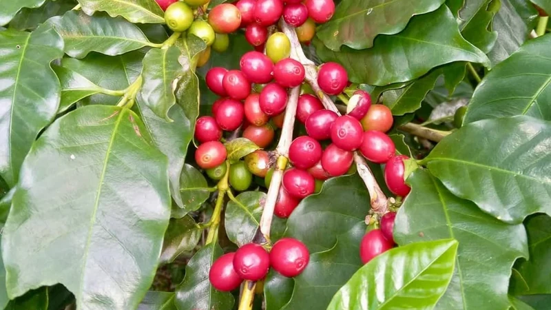 Apaneca Highlands Red Bourbon Natural