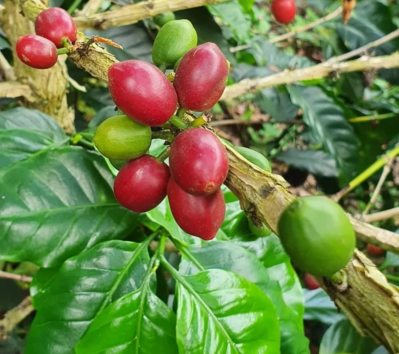 Apaneca Highlands Pacamara Red Honey