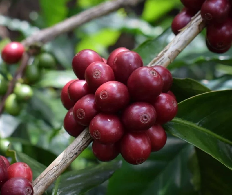 Apaneca Highlands Geisha Washed