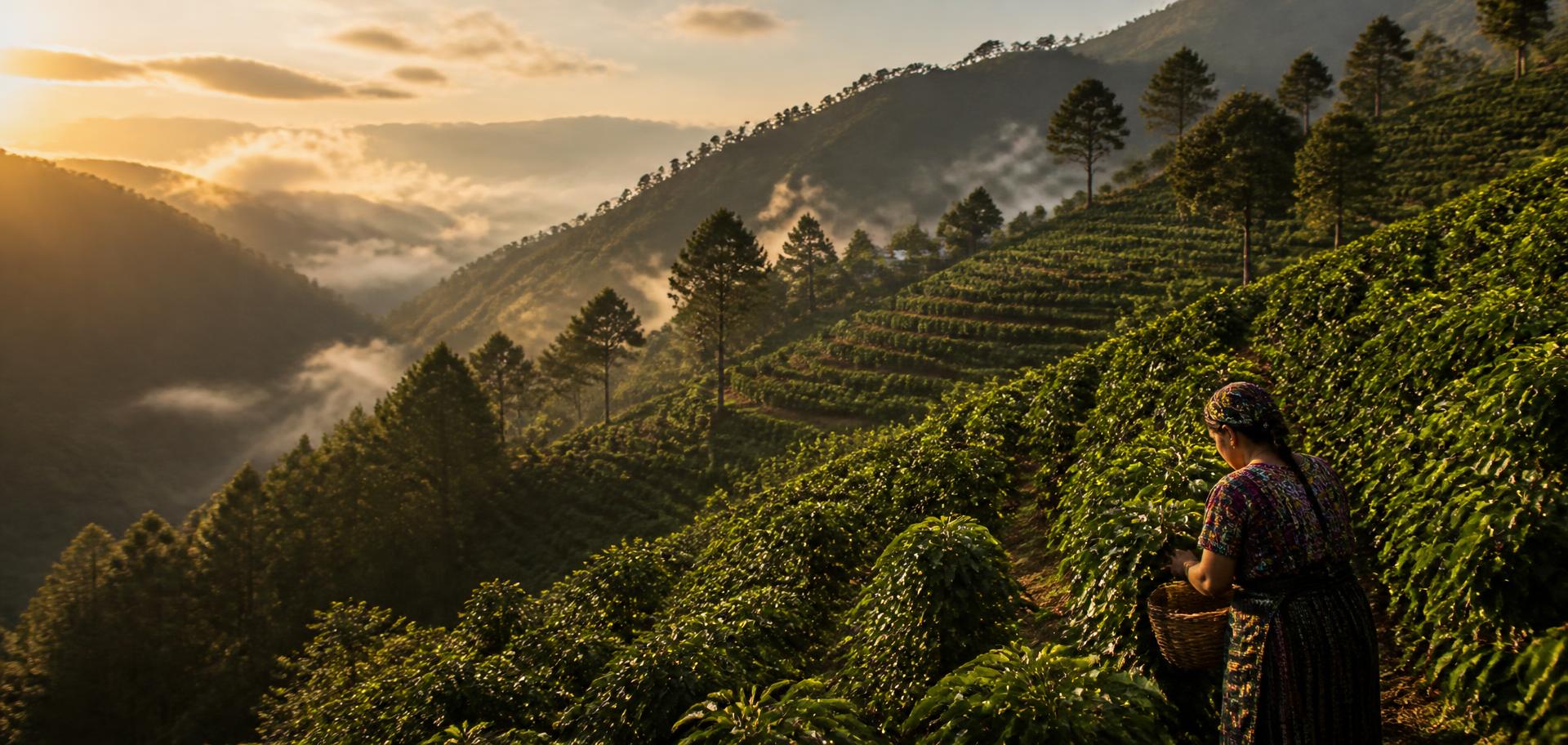 Finca La Cumbre landscape